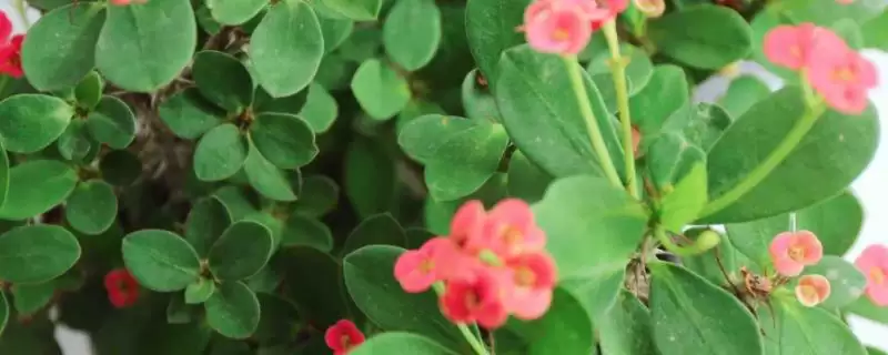虎刺梅修剪方法6-7月修剪有何讲究,虎刺梅的修剪方法,为啥多在6-7月?插图 虎刺梅修剪方法6-7月修剪有何讲究,虎刺梅的修剪方法,为啥多在6-7月?插图