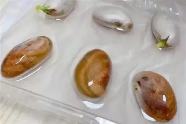 菠萝蜜核的水培方法是怎样呢,菠萝蜜核如何水培插图2 菠萝蜜核的水培方法是怎样呢,菠萝蜜核如何水培插图2