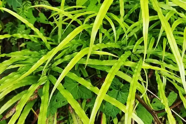 凤尾草生长环境 ,凤尾草生长在哪些地插图3 凤尾草生长环境 ,凤尾草生长在哪些地插图3
