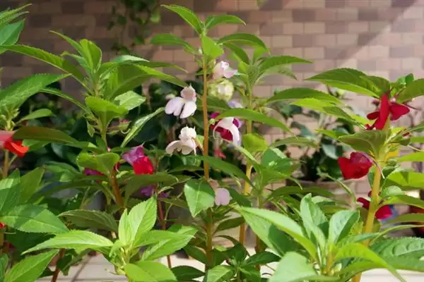 凤仙花花语寓意 ,凤仙花的花语有什么含义和寓插图1 凤仙花花语寓意 ,凤仙花的花语有什么含义和寓插图1