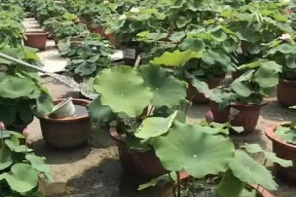 荷花种子如何进行种植呢,荷花种子可直接用塘泥进行养护种植吗插图8 荷花种子如何进行种植呢,荷花种子可直接用塘泥进行养护种植吗插图8