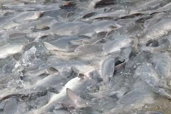 鮰鱼价格差异不同地区价不同,鮰鱼的价格,价格差异在哪?插图1 鮰鱼价格差异不同地区价不同,鮰鱼的价格,价格差异在哪?插图1