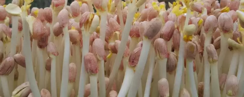 花生芽生产法四步骤能产出芽,花生芽是如何生产的,四个步骤可靠吗?插图 花生芽生产法四步骤能产出芽,花生芽是如何生产的,四个步骤可靠吗?插图