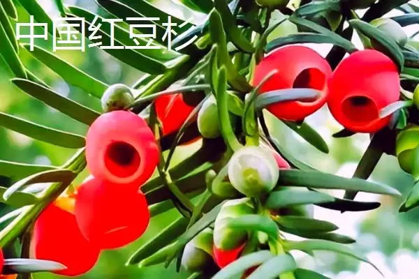 红豆杉的品种主要有哪些呢,东北、云南等是红豆杉的常见品种吗插图4 红豆杉的品种主要有哪些呢,东北、云南等是红豆杉的常见品种吗插图4