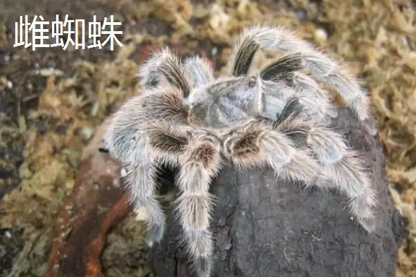 红玫瑰蜘蛛有着怎样的介绍呢,红玫瑰蜘蛛性情温顺喜在树洞中栖息吗插图10 红玫瑰蜘蛛有着怎样的介绍呢,红玫瑰蜘蛛性情温顺喜在树洞中栖息吗插图10