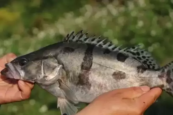 鳜鱼有着怎样的简介呢,鳜鱼是名贵淡水经济鱼种是其简介吗插图3 鳜鱼有着怎样的简介呢,鳜鱼是名贵淡水经济鱼种是其简介吗插图3
