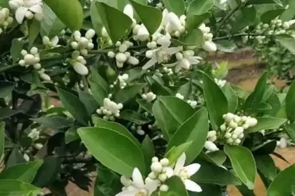 柑橘花期施尿素问题 ,柑橘在花期能不能施尿素插图2