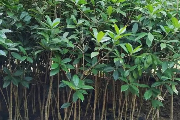 佛顶珠桂花苗价格 ,佛顶珠桂花苗的批发价格是多少插图1 佛顶珠桂花苗价格 ,佛顶珠桂花苗的批发价格是多少插图1