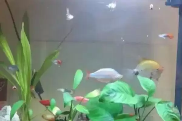 观赏鱼用什么水来养合适,观赏鱼一般用除氯的自来水养可以吗插图2 观赏鱼用什么水来养合适,观赏鱼一般用除氯的自来水养可以吗插图2