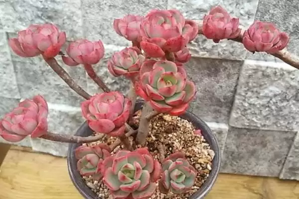 红化妆的浇水方法是什么呢,红化妆不同季节的浇水方式有所不同吗插图5 红化妆的浇水方法是什么呢,红化妆不同季节的浇水方式有所不同吗插图5