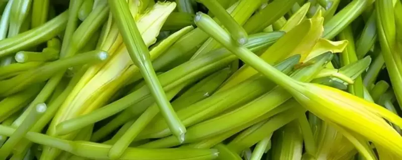 黄花菜除草法人工药剂咋选,黄花菜除草方法,两种方式咋选?插图 黄花菜除草法人工药剂咋选,黄花菜除草方法,两种方式咋选?插图