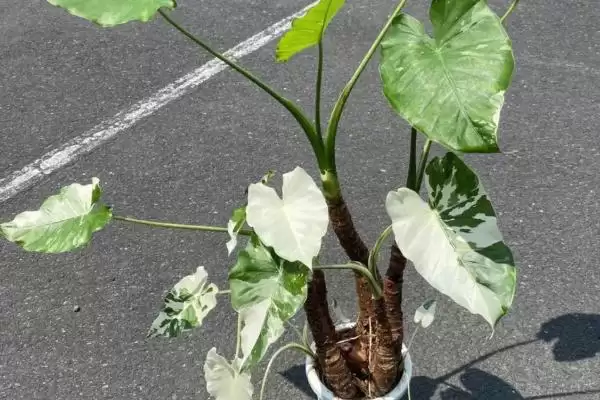 海芋的栽培方式是怎样的,海芋在4-10月需追施液体肥料来栽培吗插图4 海芋的栽培方式是怎样的,海芋在4-10月需追施液体肥料来栽培吗插图4