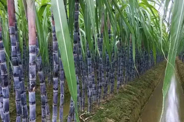 甘蔗种植方法步骤 ,甘蔗具体该如何进行种植插图3 甘蔗种植方法步骤 ,甘蔗具体该如何进行种植插图3