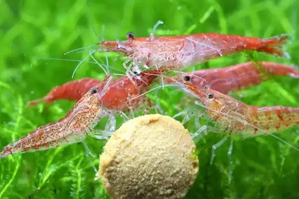 观赏虾如何进行繁殖呢,观赏虾繁殖首先要确保水质良好吗插图1 观赏虾如何进行繁殖呢,观赏虾繁殖首先要确保水质良好吗插图1