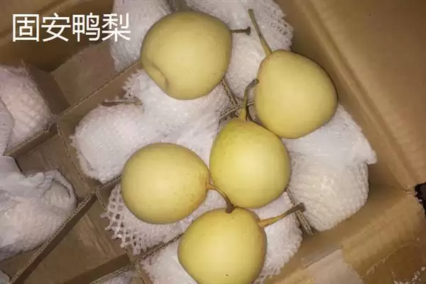 河北固安的特产有哪些呢,河北固安特产有矿泉水等多种物品吗插图6 河北固安的特产有哪些呢,河北固安特产有矿泉水等多种物品吗插图6