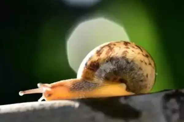冬天蜗牛的存在情况,冬天有没有蜗牛在地面上出现插图2 冬天蜗牛的存在情况,冬天有没有蜗牛在地面上出现插图2