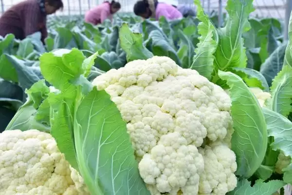 花菜清洗方法牙刷刷后盐水泡好吗,花菜怎样清洗,牙刷流水刷再泡盐水?插图5 花菜清洗方法牙刷刷后盐水泡好吗,花菜怎样清洗,牙刷流水刷再泡盐水?插图5