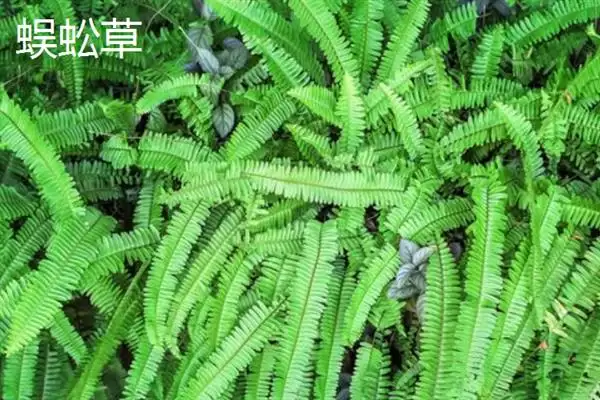 凤尾蕨与黑木蕨差异 ,凤尾蕨和黑木蕨有何区插图14 凤尾蕨与黑木蕨差异 ,凤尾蕨和黑木蕨有何区插图14