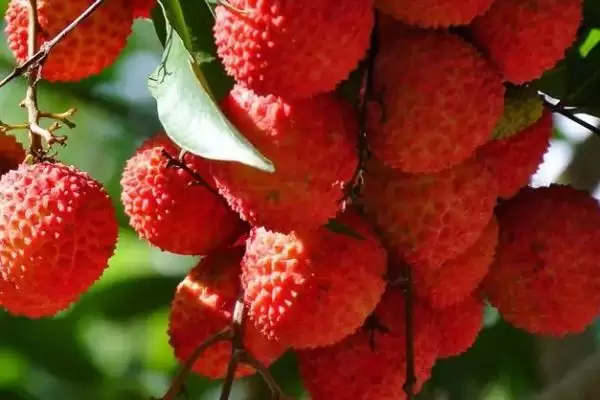 挂绿荔枝几月份上市售卖,挂绿荔枝6月下旬至7月上旬成熟上市吗插图2 挂绿荔枝几月份上市售卖,挂绿荔枝6月下旬至7月上旬成熟上市吗插图2