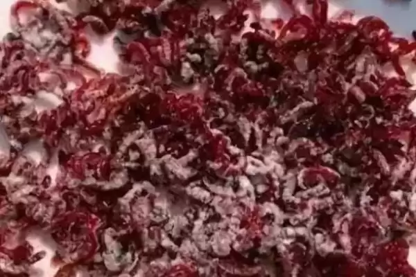 海钓鲈鱼的最佳饵料是啥,海钓鲈鱼的最佳饵料是活饵这种说法对吗插图6 海钓鲈鱼的最佳饵料是啥,海钓鲈鱼的最佳饵料是活饵这种说法对吗插图6