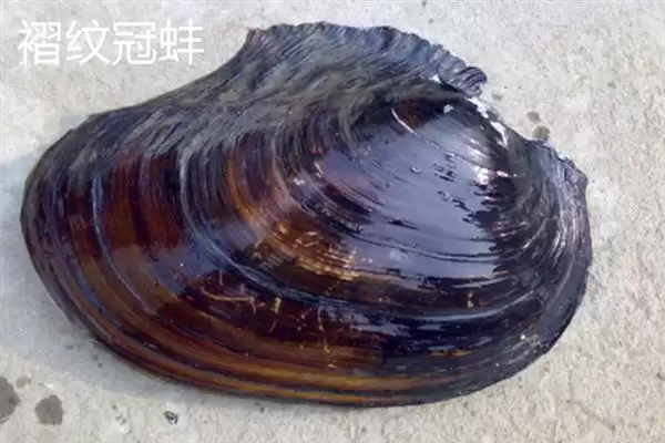 河蚌一年可以长到啥程度,河蚌一年体重能长到1-2斤左右吗插图8 河蚌一年可以长到啥程度,河蚌一年体重能长到1-2斤左右吗插图8