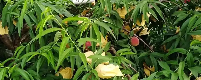 凤桥水蜜桃期6-8月上市对,凤桥水蜜桃的上市时间，是这个时间段吗？-会东网