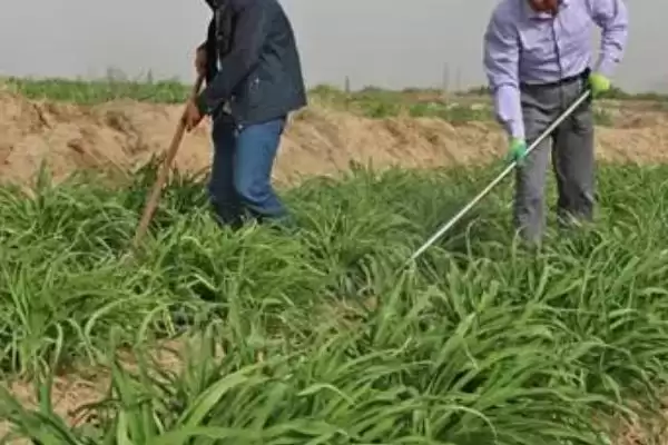 黄花菜除草法人工药剂咋选,黄花菜除草方法,两种方式咋选?插图1 黄花菜除草法人工药剂咋选,黄花菜除草方法,两种方式咋选?插图1