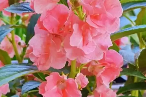 凤仙花喜阴喜阳 ,凤仙花是喜阴还是喜阳的植插图2