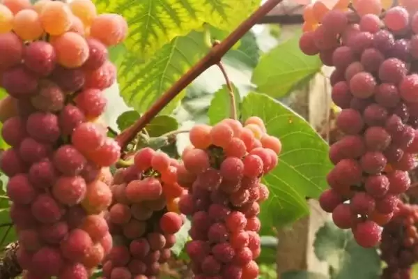红玫瑰葡萄有着怎样的介绍呢,红玫瑰葡萄色泽鲜艳、皮薄肉嫩是其特点吗插图1 红玫瑰葡萄有着怎样的介绍呢,红玫瑰葡萄色泽鲜艳、皮薄肉嫩是其特点吗插图1