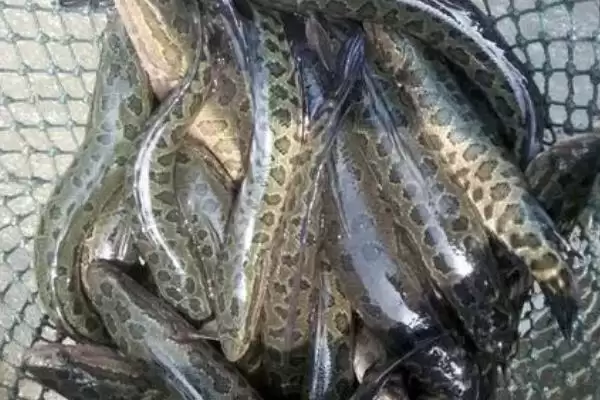 黑鱼多少度才会开口咬钩,16-30℃时钓黑鱼比较好是真的吗插图1 黑鱼多少度才会开口咬钩,16-30℃时钓黑鱼比较好是真的吗插图1