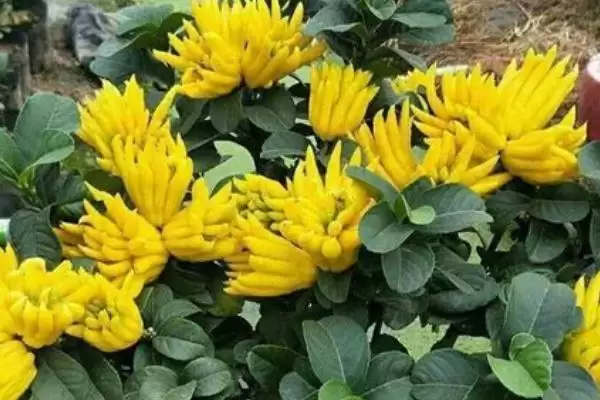 佛手栽培要点方法 ,佛手的栽培有哪些关键的要点插图2