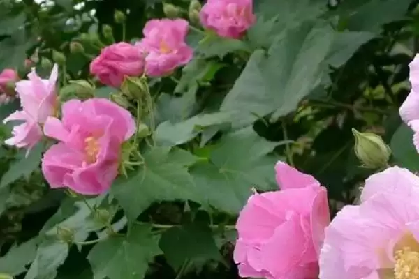 芙蓉花与荷花区别 ,芙蓉花和荷花是同一种植物插图3 芙蓉花与荷花区别 ,芙蓉花和荷花是同一种植物插图3