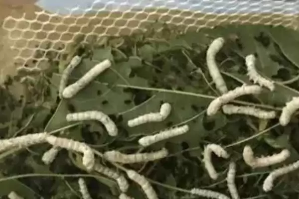 蚕的养殖方法和要点有哪些呢,蚕的养殖方法插图4