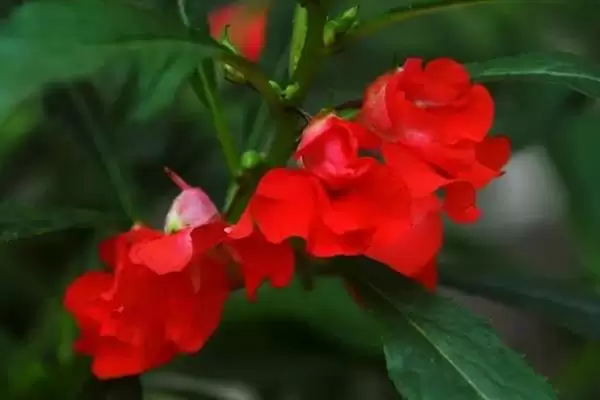 凤仙花花语寓意 ,凤仙花的花语有什么含义和寓插图3 凤仙花花语寓意 ,凤仙花的花语有什么含义和寓插图3
