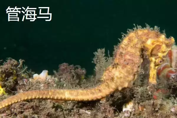 海马是不是鱼类的一种呢,海马属于鱼类且因头部呈马头状得名吗插图5 海马是不是鱼类的一种呢,海马属于鱼类且因头部呈马头状得名吗插图5
