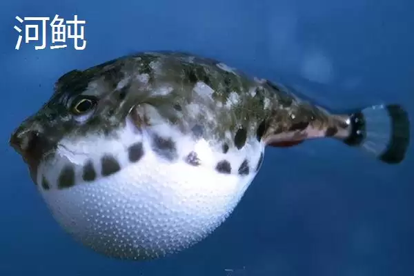 河豚和河鲀的区别是什么呢,河豚和河鲀在科属、形态和产地有区别吗插图4 河豚和河鲀的区别是什么呢,河豚和河鲀在科属、形态和产地有区别吗插图4