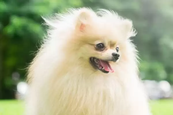 狗脑炎会有什么症状表现,狗脑炎初期会表现出极度兴奋吗插图3 狗脑炎会有什么症状表现,狗脑炎初期会表现出极度兴奋吗插图3