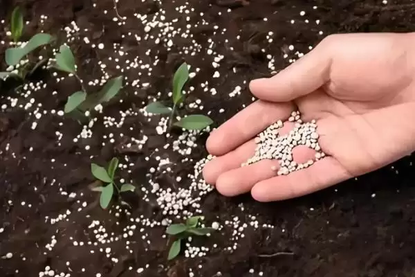 复合微生物冲施肥作用 ,复合微生物冲施肥有哪些施用作用插图3 复合微生物冲施肥作用 ,复合微生物冲施肥有哪些施用作用插图3