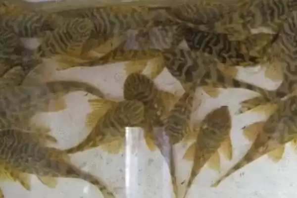 国王虎斑异型鱼好不好养,国王虎斑异型鱼饲养难度一般是真的吗插图2 国王虎斑异型鱼好不好养,国王虎斑异型鱼饲养难度一般是真的吗插图2