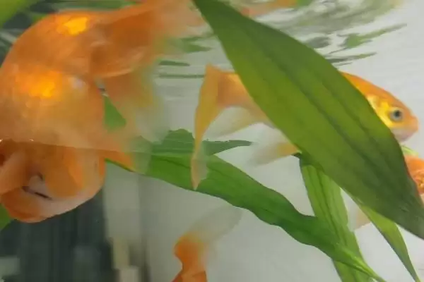 家养草金鱼繁到生育年纪能繁,家养草金鱼会不会自然繁殖,是这样吗?插图3 家养草金鱼繁到生育年纪能繁,家养草金鱼会不会自然繁殖,是这样吗?插图3