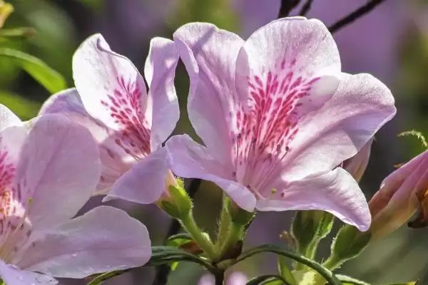 杜鹃花期后的管理方法,杜鹃花期后如何进行管理工作插图2