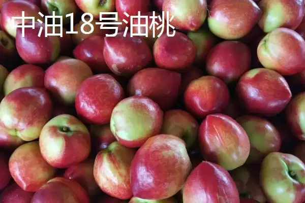 好吃的油桃有哪些品种呢,世纪之星油桃果肉金黄、口感清脆甜美吗插图10 好吃的油桃有哪些品种呢,世纪之星油桃果肉金黄、口感清脆甜美吗插图10