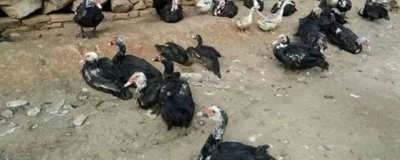 光鸭和番鸭哪个更好一些,光鸭和番鸭是同一品种无好坏之分吗插图 光鸭和番鸭哪个更好一些,光鸭和番鸭是同一品种无好坏之分吗插图