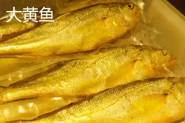 黄花鱼价格数15-25元一斤贵,黄花鱼的价格,这个价格区间合理吗?插图2 黄花鱼价格数15-25元一斤贵,黄花鱼的价格,这个价格区间合理吗?插图2