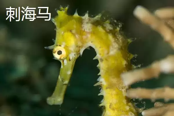 海马是不是鱼类的一种呢,海马属于鱼类且因头部呈马头状得名吗插图4 海马是不是鱼类的一种呢,海马属于鱼类且因头部呈马头状得名吗插图4