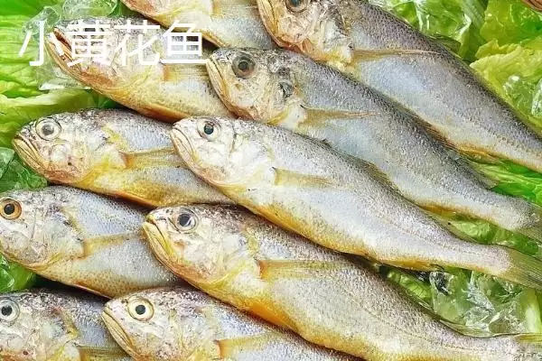黄花鱼养殖问2019年能淡水养,黄花鱼有淡水养殖的吗，情况属实吗？插图3