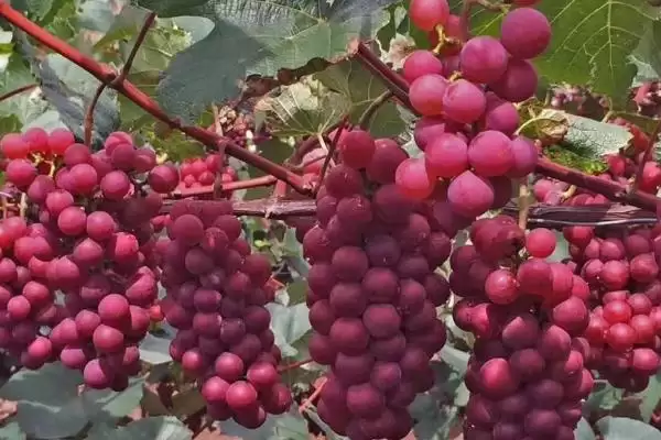 红玫瑰葡萄有哪些优点呢,红玫瑰葡萄产量高、易种植、抗病性好吗插图2 红玫瑰葡萄有哪些优点呢,红玫瑰葡萄产量高、易种植、抗病性好吗插图2