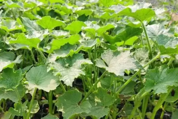 冬瓜苗的移栽时间条件,冬瓜苗长出几片真叶即可移栽时间插图5 冬瓜苗的移栽时间条件,冬瓜苗长出几片真叶即可移栽时间插图5