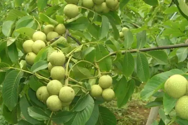 核桃树几年才能结果实呢,核桃实生苗结果需要5-10年的时间吗插图1 核桃树几年才能结果实呢,核桃实生苗结果需要5-10年的时间吗插图1