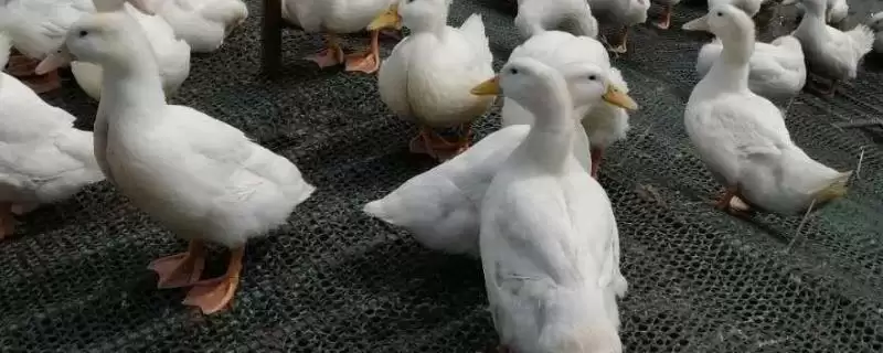 公鸭下蛋可能性问题 ,公鸭会不会下蛋,为什么插图 公鸭下蛋可能性问题 ,公鸭会不会下蛋,为什么插图